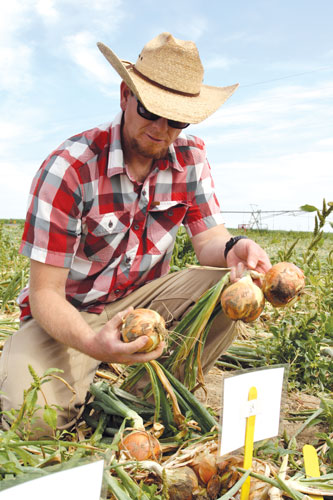 Rob Munn with Sunset Produce in Prosser, Wash., takes a close look at Mondella onions grown in the WSU onion cultivar trial. 