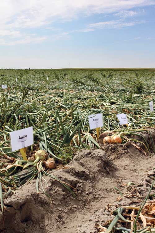 A few bulbs of each variety grown in the onion cultivar trial are on display for visitors to inspect.