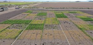 An aerial image shows the Allium trap crop trial at the University of California Agricultural & Natural Resources Intermountain Research and Extension Center. The trial is evaluating five termination timings (second, third, fourth, fifth and sixth true leaf stage) and the effects of an in-furrow fungicide (penthiopyrad) to stimulate sclerotial germination and prevent reproduction of the white rot pathogen, Sclerotium cepivorum. Photo courtesy Robert Wilson, UC-ANR
