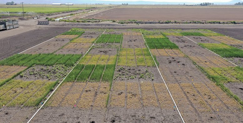 An aerial image shows the Allium trap crop trial at the University of California Agricultural & Natural Resources Intermountain Research and Extension Center. The trial is evaluating five termination timings (second, third, fourth, fifth and sixth true leaf stage) and the effects of an in-furrow fungicide (penthiopyrad) to stimulate sclerotial germination and prevent reproduction of the white rot pathogen, Sclerotium cepivorum. Photo courtesy Robert Wilson, UC-ANR