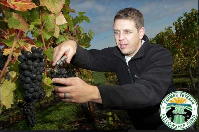 Grape farmer trimming plants