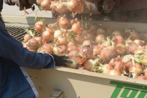 Yellow onions on sorter