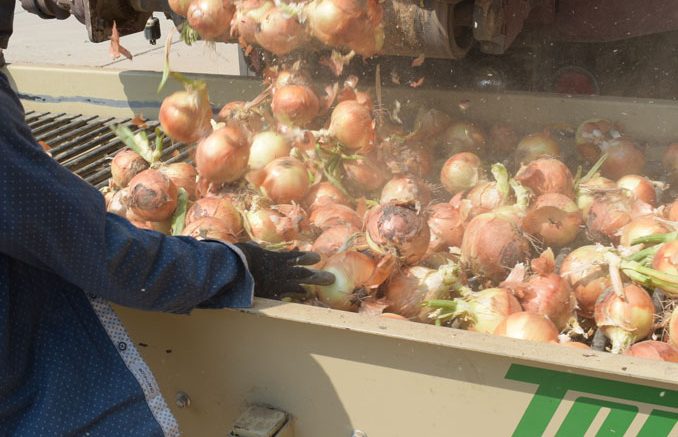 Yellow onions on sorter