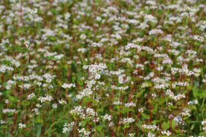 buckwheat flower