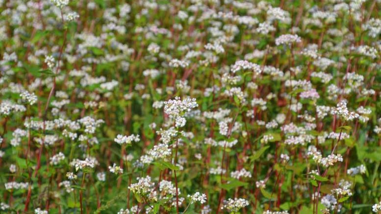 buckwheat flower