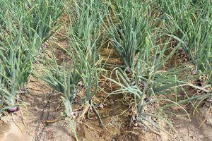 onion plants in field