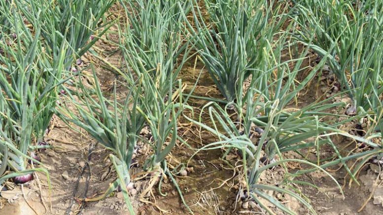 onion plants in field