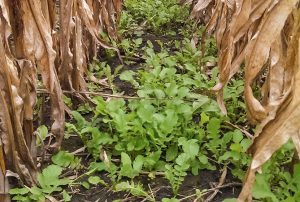 A Daikon radish cover crop emerges after being seeded into standing corn. Radishes help break up soil compaction and use up extra nutrients to reduce runoff. Credit: Ivan Dozier