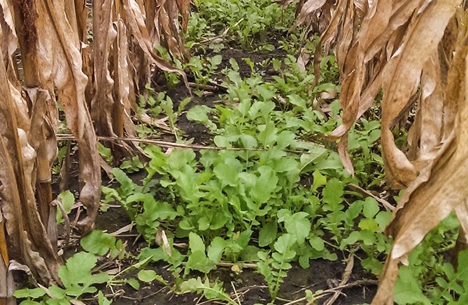 A Daikon radish cover crop emerges after being seeded into standing corn. Radishes help break up soil compaction and use up extra nutrients to reduce runoff. Credit: Ivan Dozier