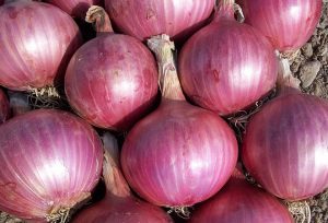 red onions