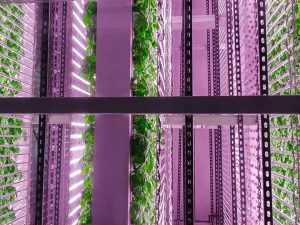 vertical farming pic
