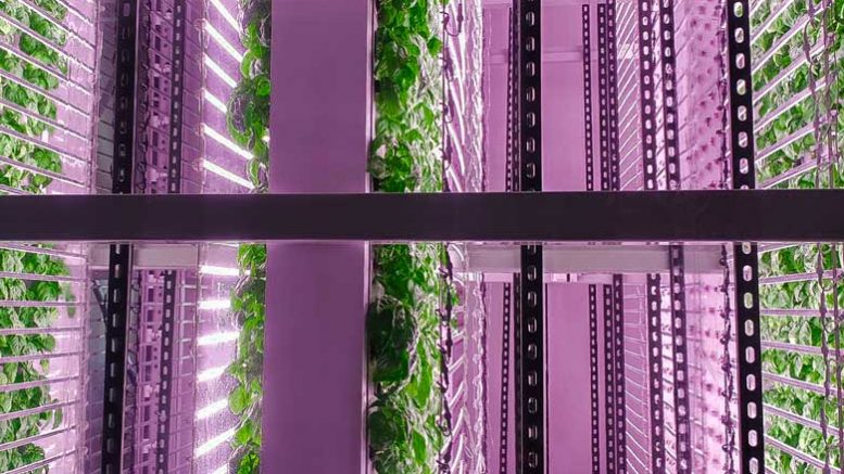 vertical farming pic