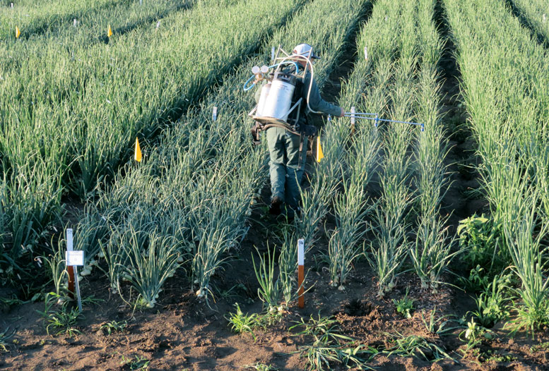 Washington State University researcher Mike Derie inoculates a field trial with pathogenic bacteria in the Columbia Basin of Washington.