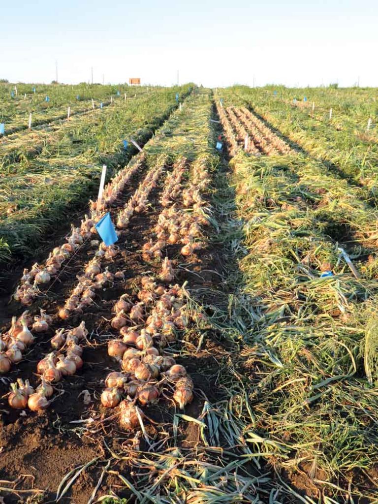 Onions grow in trial plots at Washington State University’s research farm 
in Pasco, Wash.