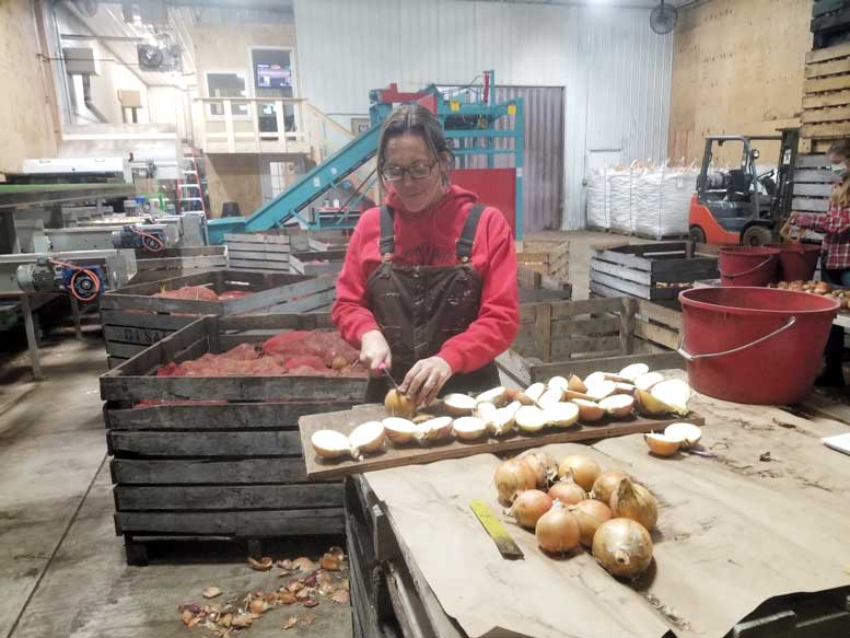 Christy Hoepting with Cornell Extension cuts open onions to check for bacterial rots. Photo courtesy Christy Hoepting, Cornell Extension