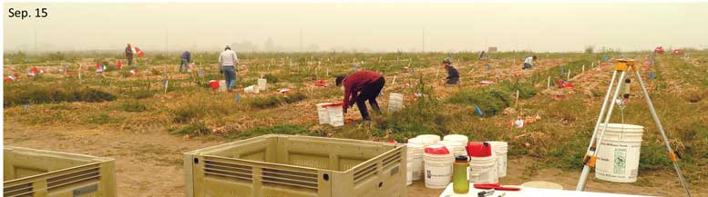 A crew harvests onion bulbs from field trial plots under smoky skies, resulting from wildfires along the west coast of the U.S., in the Columbia Basin of Washington in 2020.