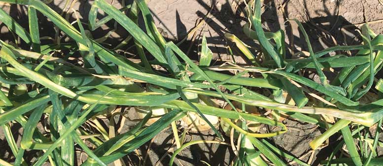 Figure 1. Straw-colored Iris yellow spot lesions can be seen on these onion leaves.