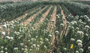 Figure 2. Researchers use this field layout for evaluating onion germplasm for reduced Iris yellow spot symptoms. Seed stalks are produced from the previous year’s bulbs. Plants of an autumn-sown short-day onion cultivar are growing on beds adjacent to those beds with seed stalks. Plants on beds with orange flags are being evaluated for Iris yellow spot symptoms.