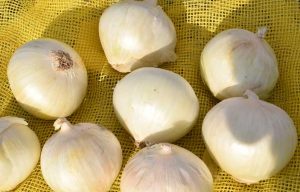 white onions