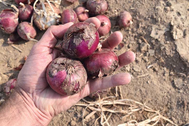 A combination of excessive heat and day length strangled some of the varieties grown in the trial.