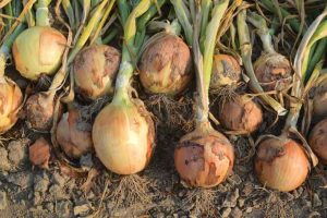 New variety Defender stores well and has rich bronze scales.