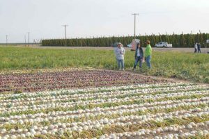 Wilder, Idaho produces tons of onions as well as hops for brewers.