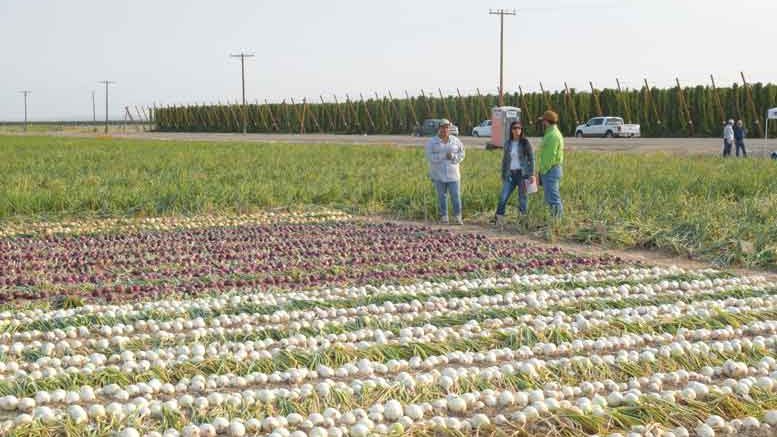 Wilder, Idaho produces tons of onions as well as hops for brewers.