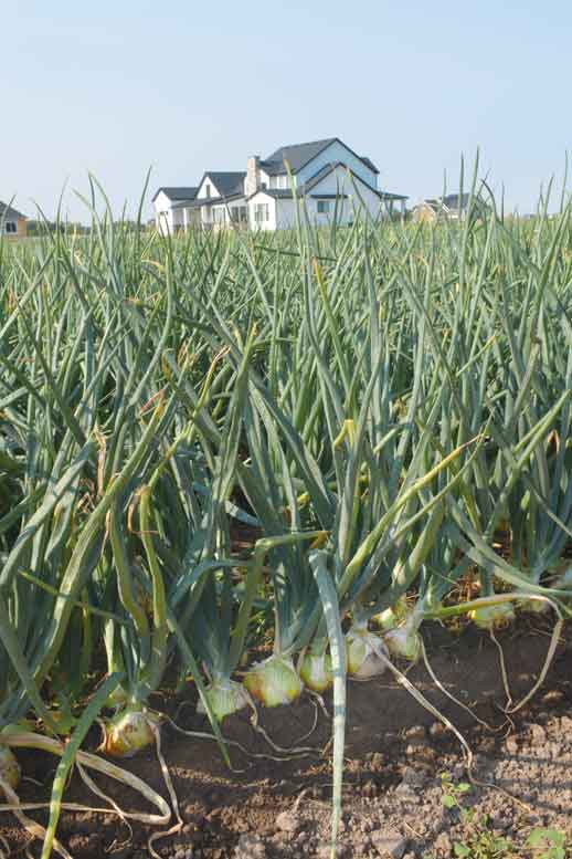 Suburban sprawl affects many areas of the country, and this onion field in northern Utah is no exception.