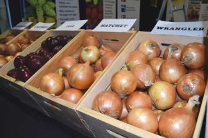 A trade show vendor displays a mix of onion varieties.