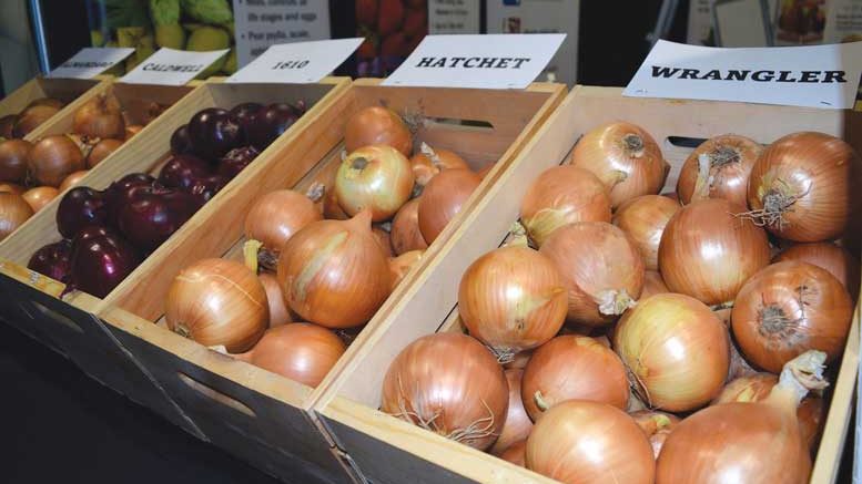 A trade show vendor displays a mix of onion varieties.