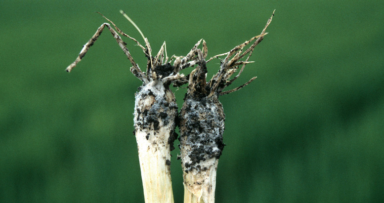 White rot causes root and bulb decay, as well as yellowing and wilting of the leaves. Photo courtesy Ed Kurtz, Bugwood.org