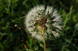 How Are Seeds Dispersed?