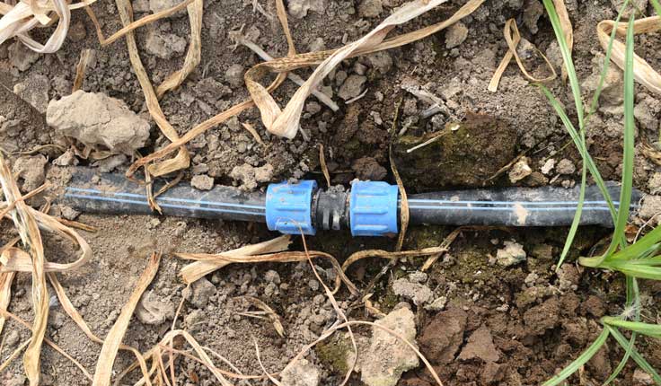 onion drip irrigation