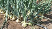 onions on a farm