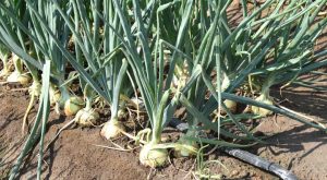 onions on a farm
