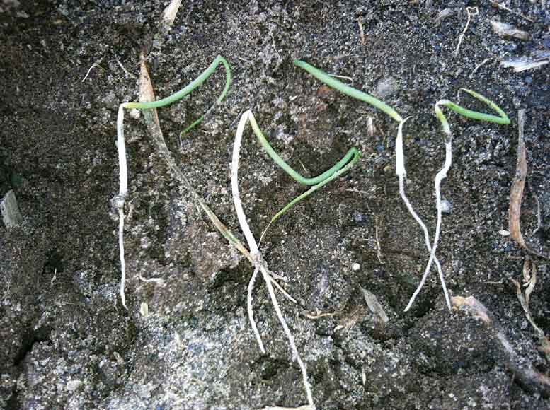 Extreme heat at the soil line damaged onion seedlings. Most of the plants in this field eventually recovered by sending up a new leaf. Courtesy photo