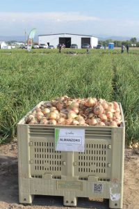 Seminis-Onion-Experience+-Field-Day