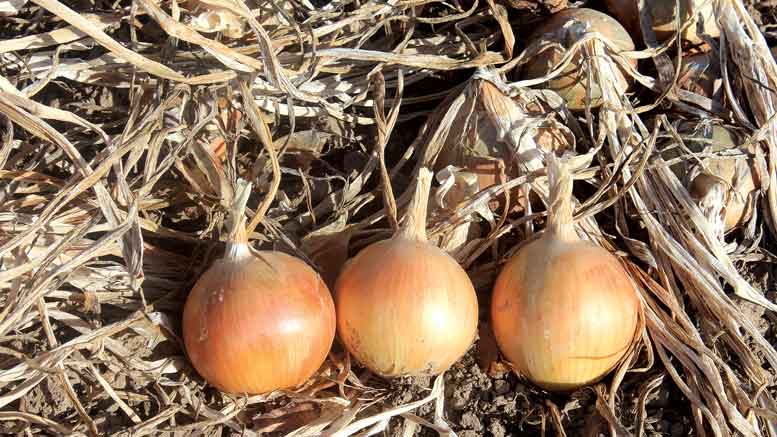 Seminis-Onion-Experience+-Field-Day
