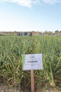Seminis-Onion-Experience+-Field-Day