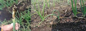 Figure 1. Onion maggots actively feed on an onion seedling (photo A). Onion maggot feeding results in damage to onion plants (photo B). Photos courtesy Erica Moretti, Cornell University