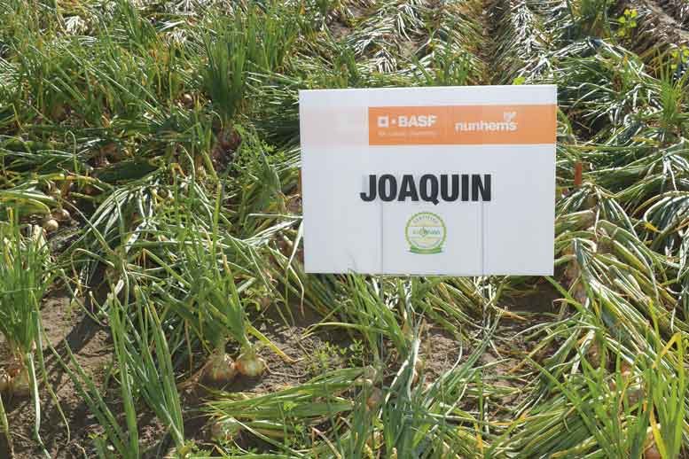 The Joaquin variety, popular in Idaho and the Pacific Northwest, can be grown using 10 percent less water and 30 percent less fertilizer when using Nunhems’ Eco Onion IPM protocol.