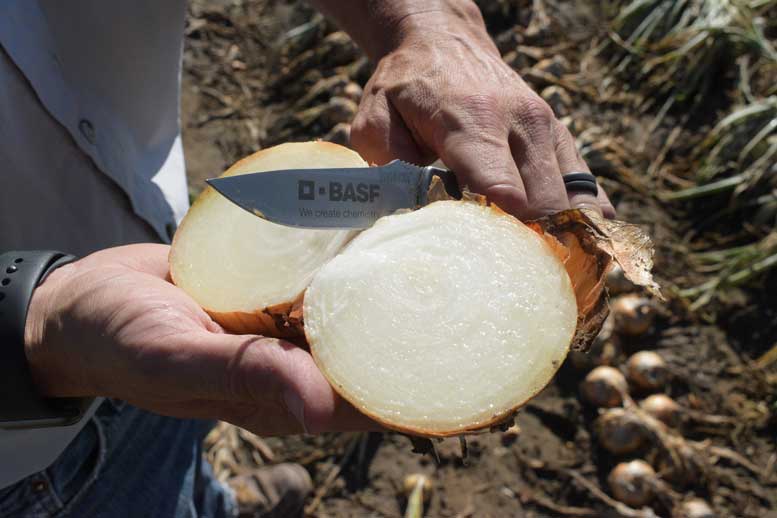 Sunions pass the sniff and tearless test right from the field. The variety gets sweeter and less pungent as it’s stored.