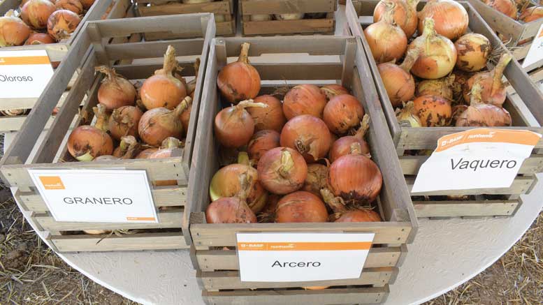 Nunhems displays its varieties at the Onion Showcase.