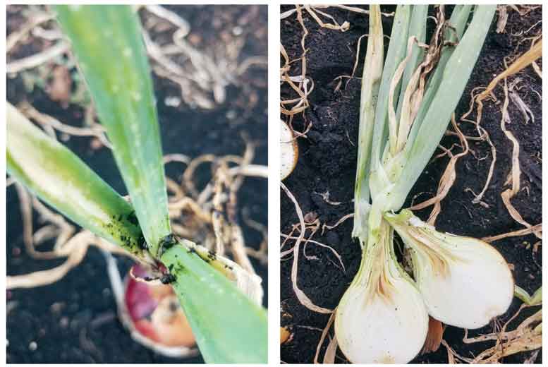 Onion Root Rust Stop the Rot Finale - Onion World